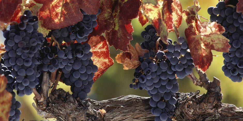 Bodegas Vinum Vitae,S.L.